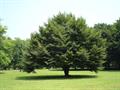 Fagus spp.